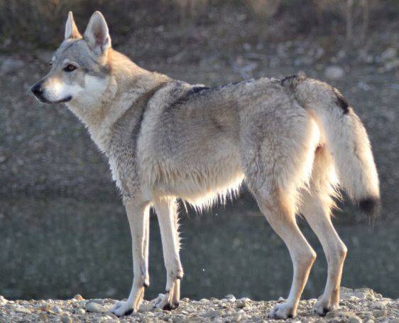 Чехословацкий влчак или волчья собака: описание породы, характер