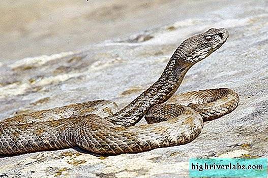 Гюрза (левантская гадюка): ядовитая змея, фото и описание