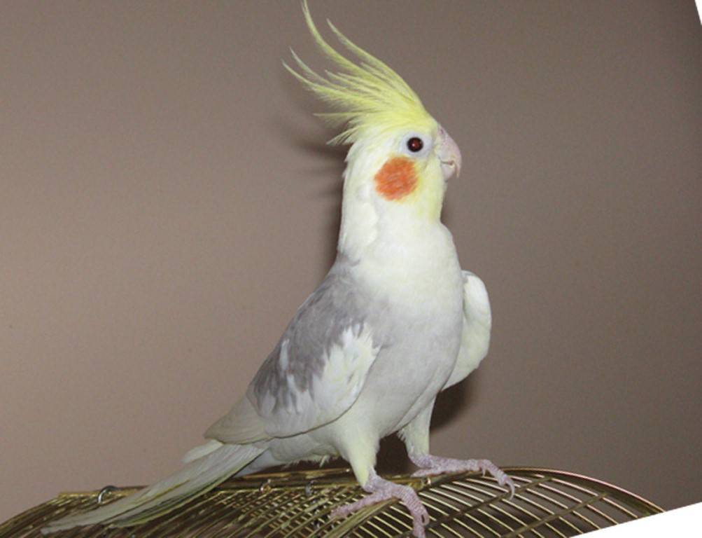 Попугай корелла. описание, особенности, цена и уход за попугаем корелла