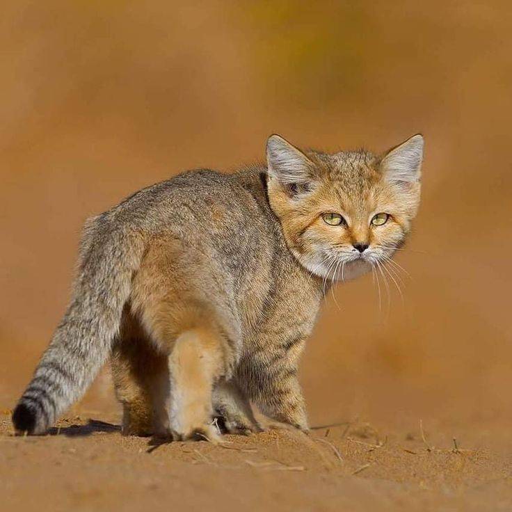 Барханный, но не бархатный: как песчаный кот живёт в пустыне