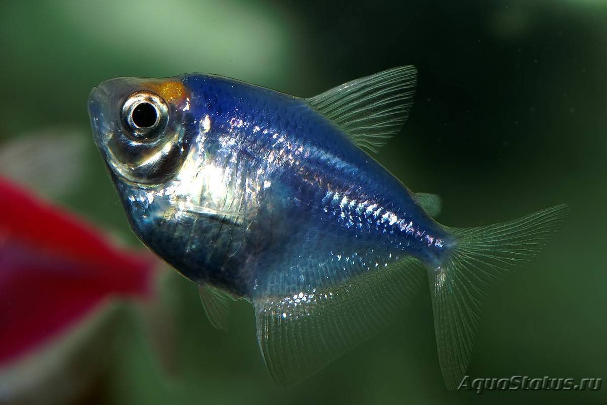 Тернеция: содержание аквариумной рыбки и уход за ней, её совместимость с другими рыбами