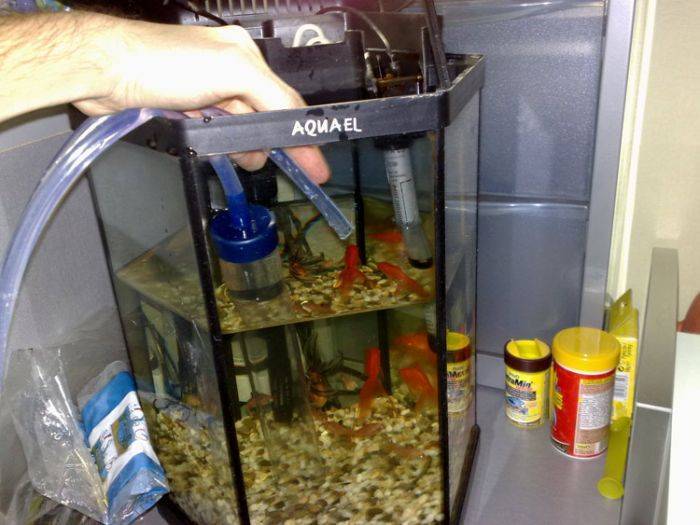 Как менять воду в аквариуме (большом, маленьком) с рыбками: можно ли делать это полностью, как часто надо обновлять