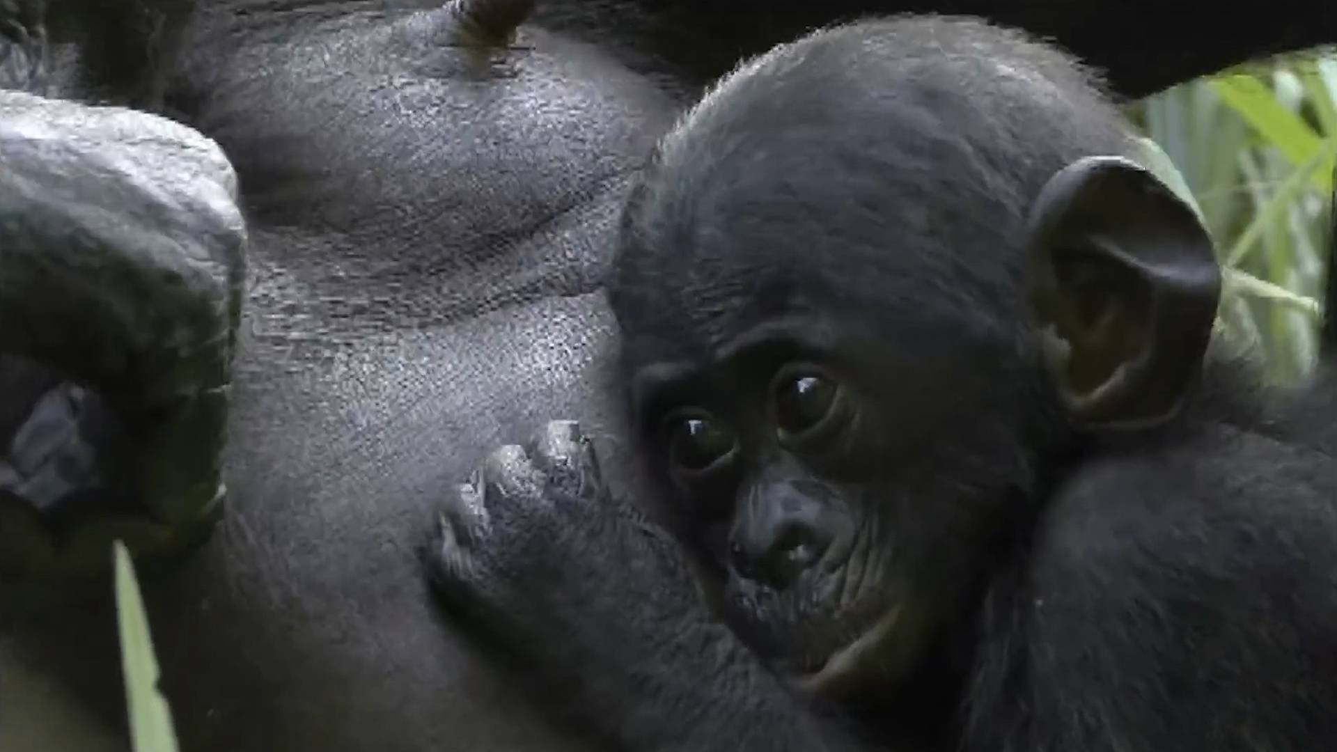 Бонобо — традиция