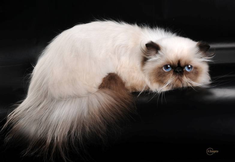 Гималайская кошка: все о кошке, фото, описание породы, характер, цена