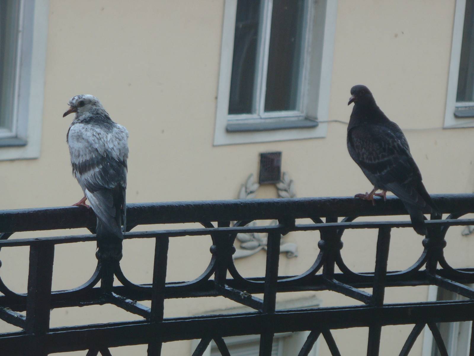 К чему голубь залетел в окно или на балкон? подробное толкование приметы
