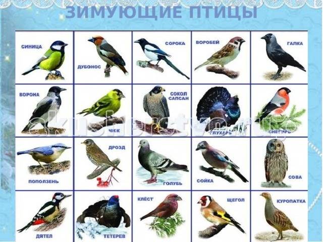 Зимующие птицы. названия, описания и особенности зимующих птиц | животный мир