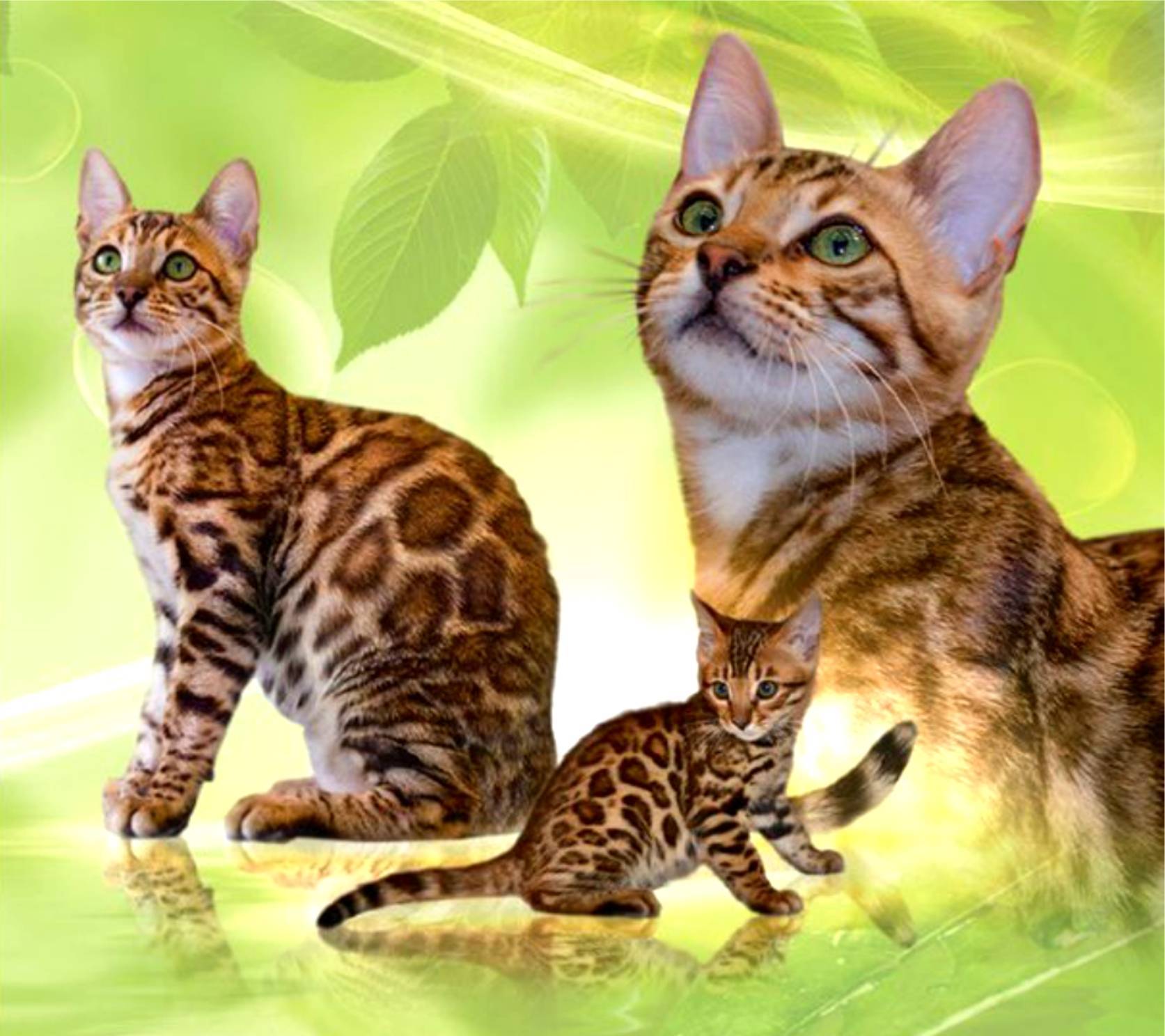 Бенгальская кошка - bengal cat