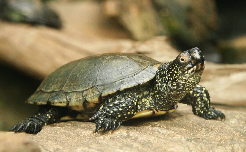 Европейская болотная черепаха есть ли шанс выжить? болотная черепаха в домашних условиях: чем кормить, как ухаживать