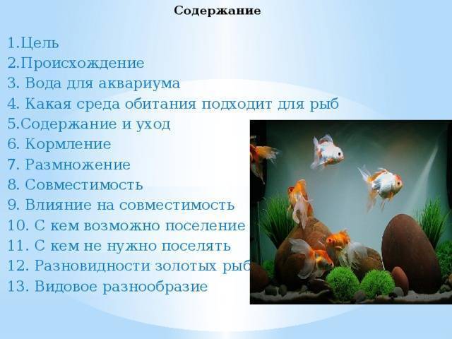 Народные приметы об аквариуме и рыбках