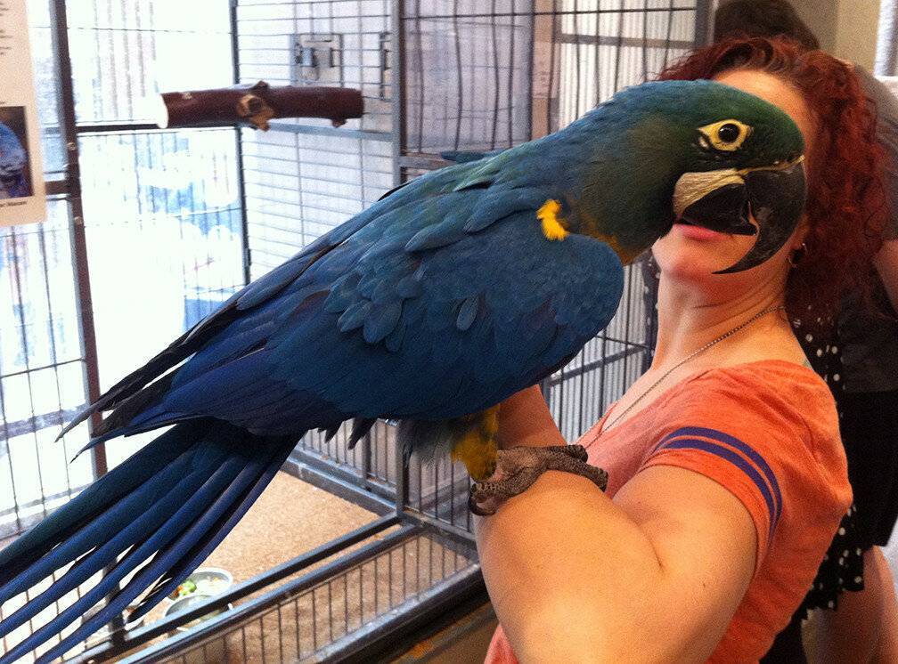 Самый большой попугай в мире: фото и названия