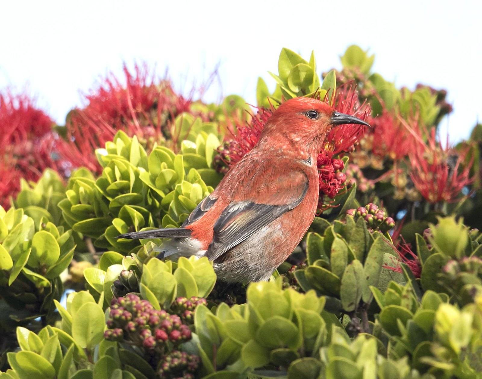 Райские птицы - описание видов с фото и видео