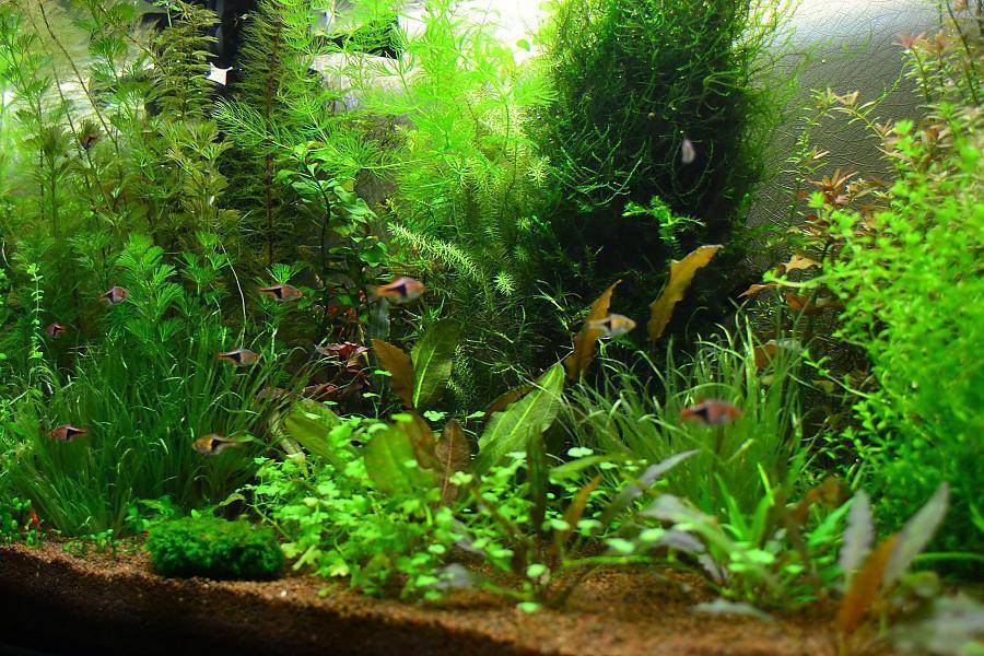 Топ-10 лучших растений для аквариума