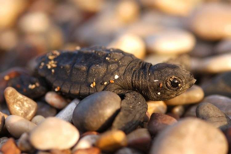 Черепаха — древнейший представитель рептилий, описание, особенности, характеристики, интересные факты