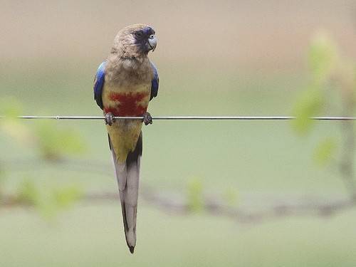 Кровавобрюхий плоскохвостый попугай – особенности содержания средних попугаев