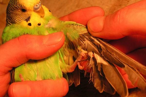 Что нужно делать, если у попугая выпадают перья?