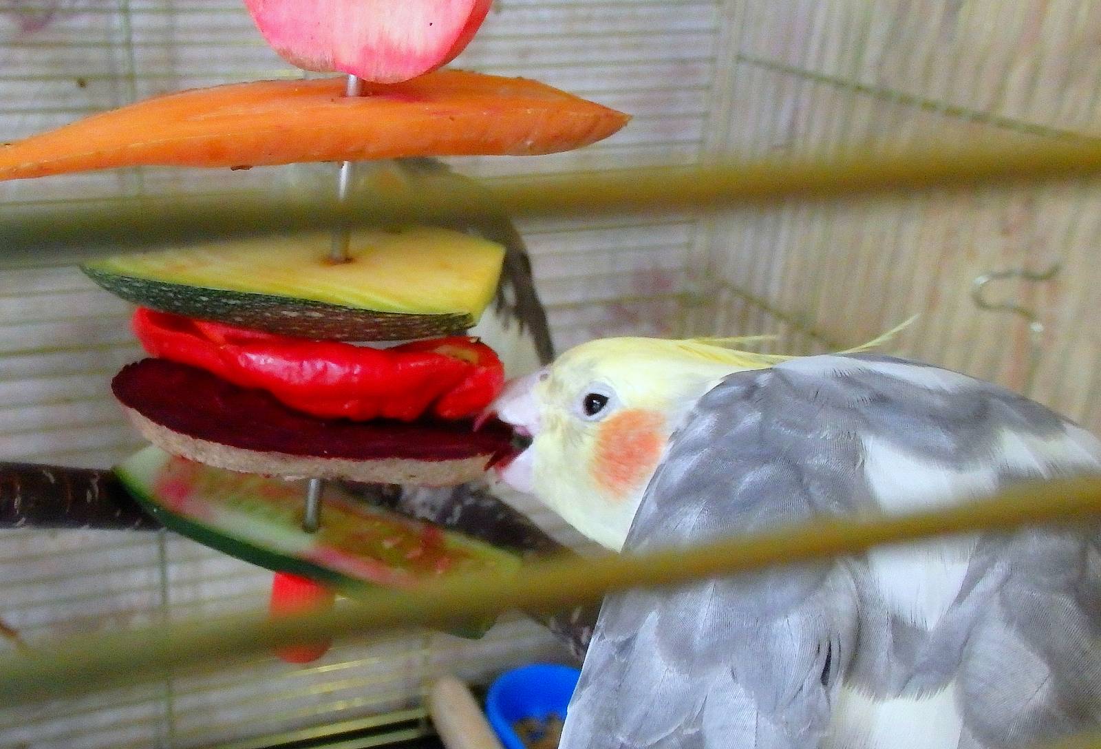 Уход, содержание и кормление попугаев корелла