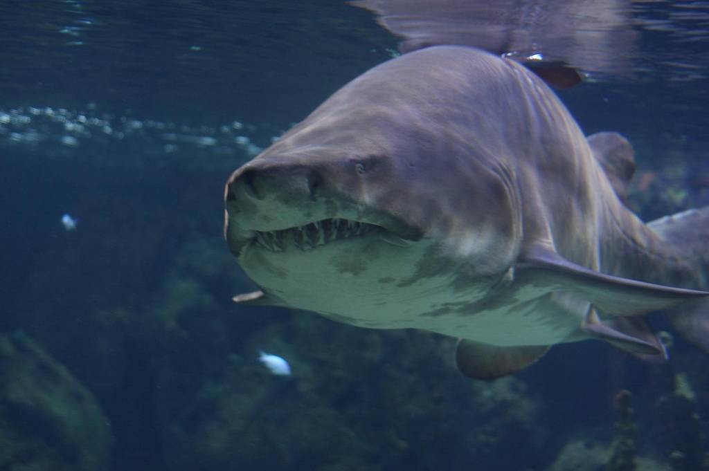 Китовая акула rhincodon typus
