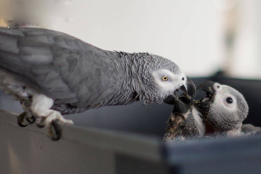 Попугай жако. все интересные факты о жизни и повадках самого умного африканского попугая