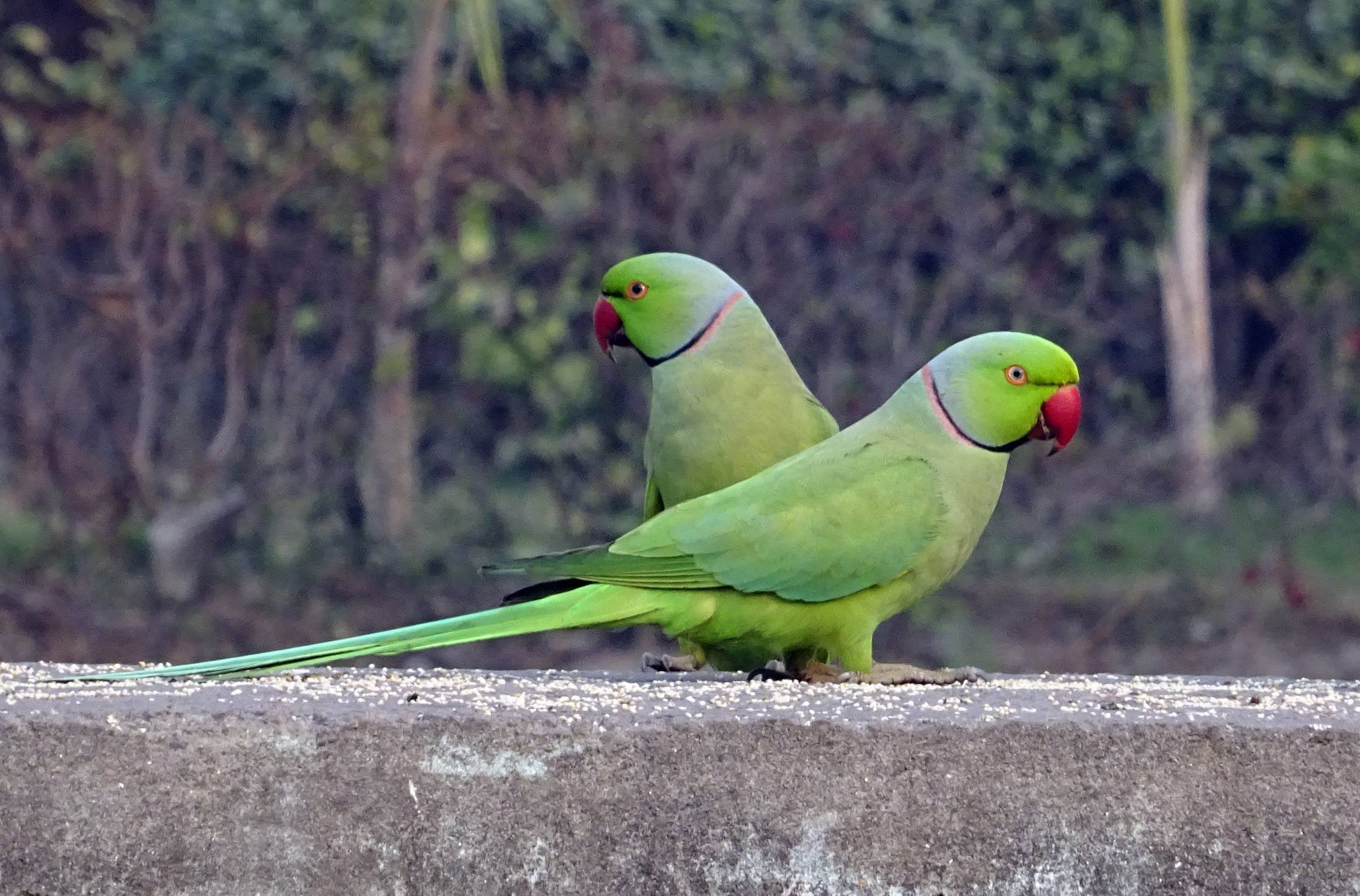 Определение пола ожереловых попугаев  - энциклопедия владельца птицы