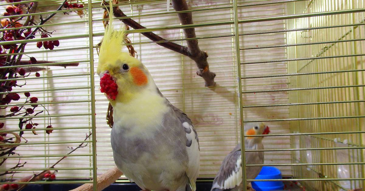 Попугай корелла – австралийский интеллектуал с хохолком на голове и красными щечками