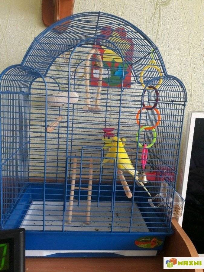 Что нужно попугаю в клетке и как обустроить дом для любимца