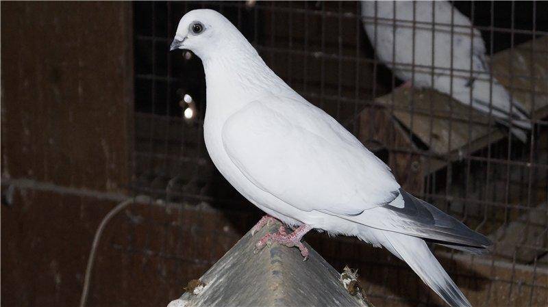 Описание породы свердловских высоколетных голубей: уход и разведение