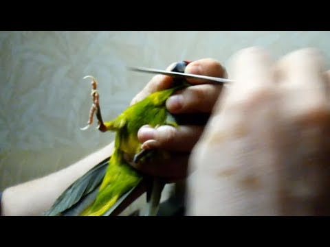 У волнистого попугая вырос длинный клюв что делать