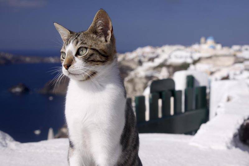 Эгейская: экзотическая порода кошек из Греции