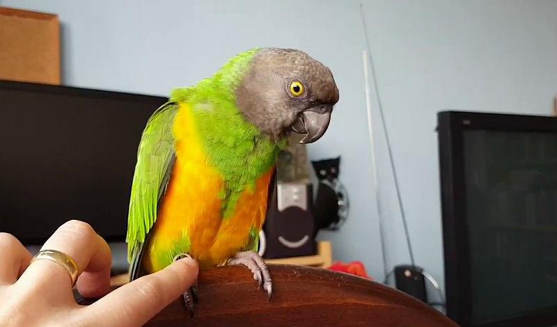 Сенегальский длиннокрылый попугай — очаровательный питомец!