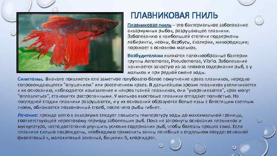 Болезни аквариумных рыбок, их симптомы и лечение