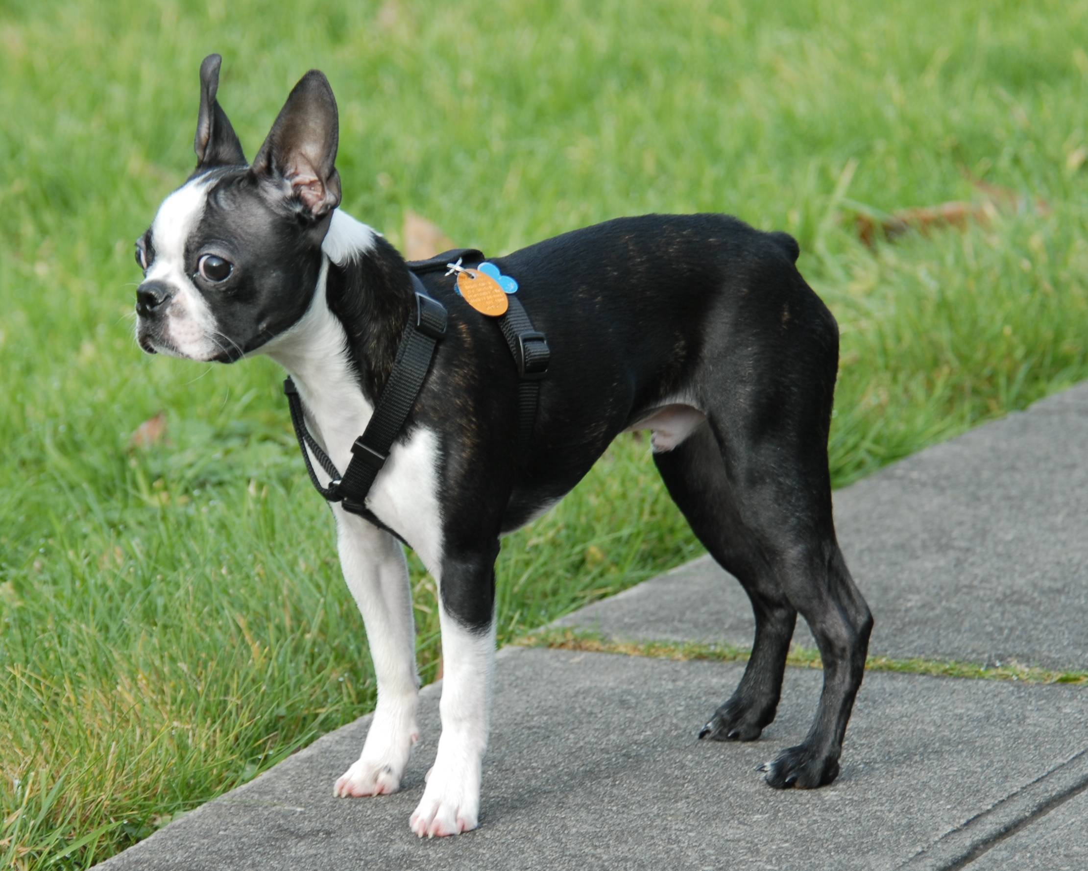 Бостон терьер: подробное описание породы собаки от а до я. интересные факты, внешний вид, характер, уход, выбор щенка