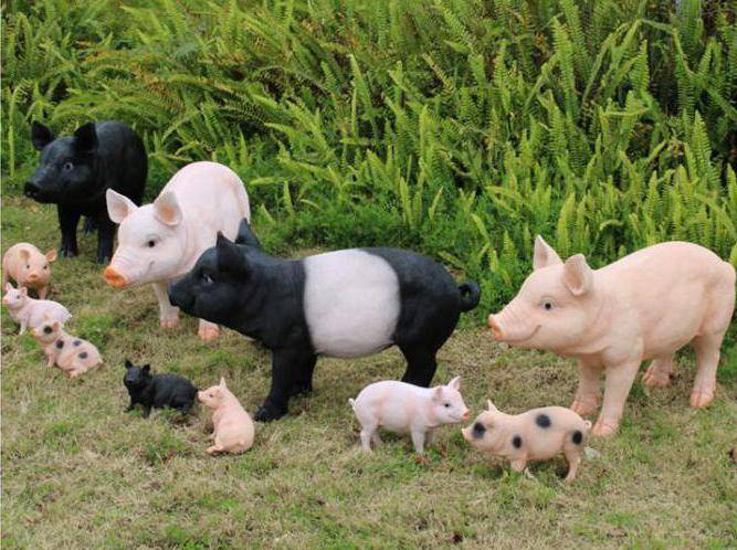 Как правильно кормить декоративных свинок? – клуб любителей хрюш