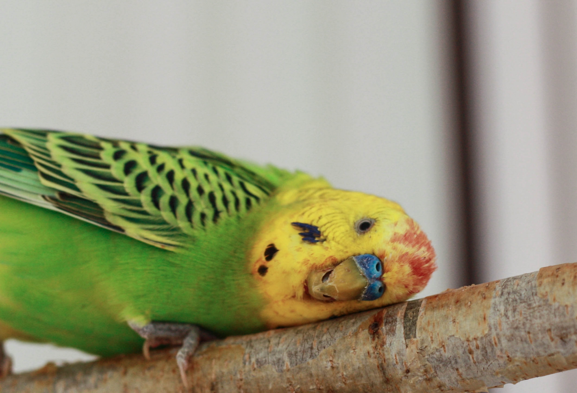 Как и сколько обычно спят волнистые попугаи
