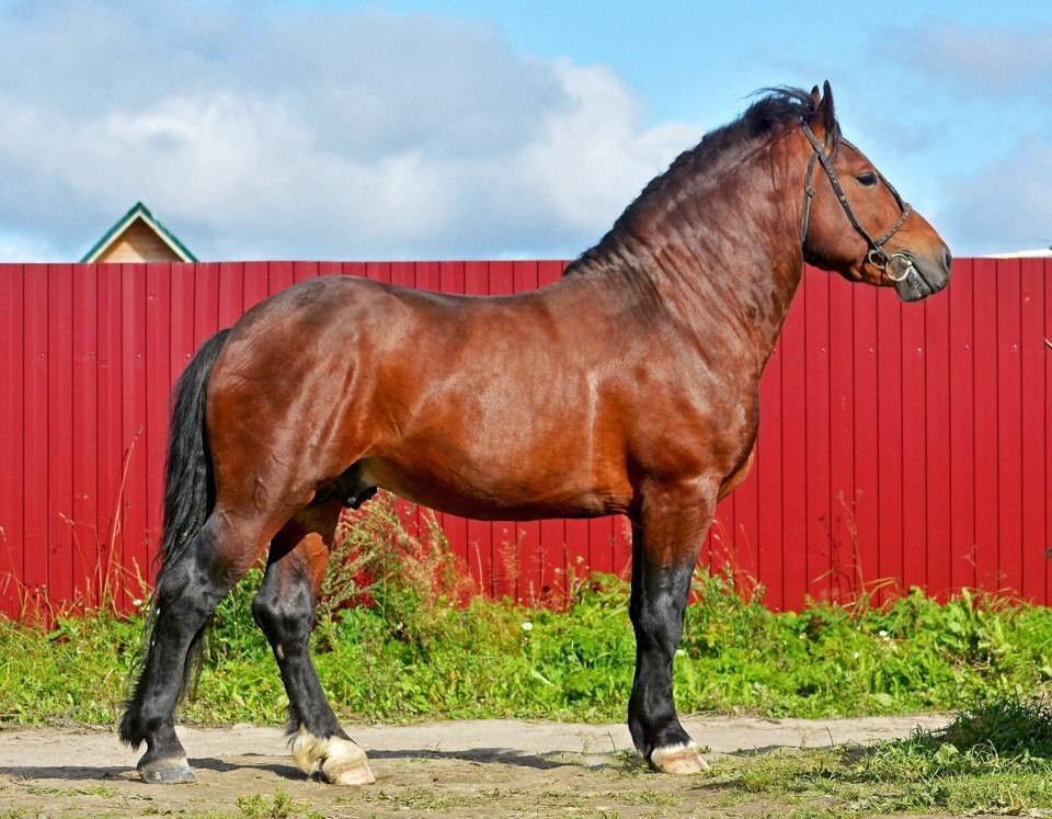 Самые дорогие лошади в мире (фото), топ-10 самых дорогих лошадей в истории планеты земля