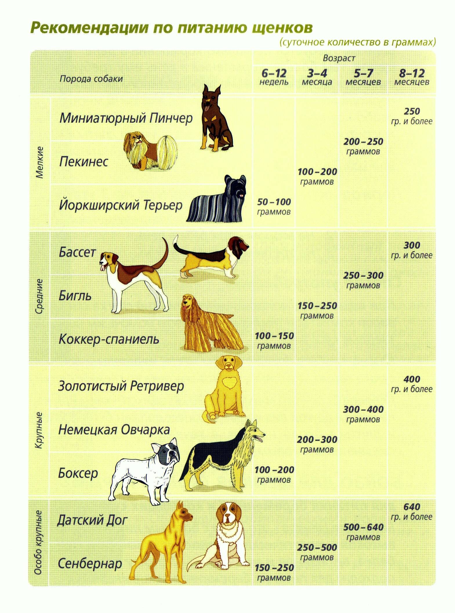 Режимы кормления собаки: 3 самых эффективных вида