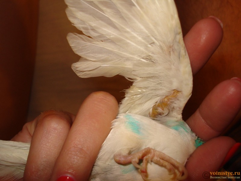 (обновлено) опухоль или шишка у попугая: под хвостом, под крылом, на животе, спине, шее, грудке