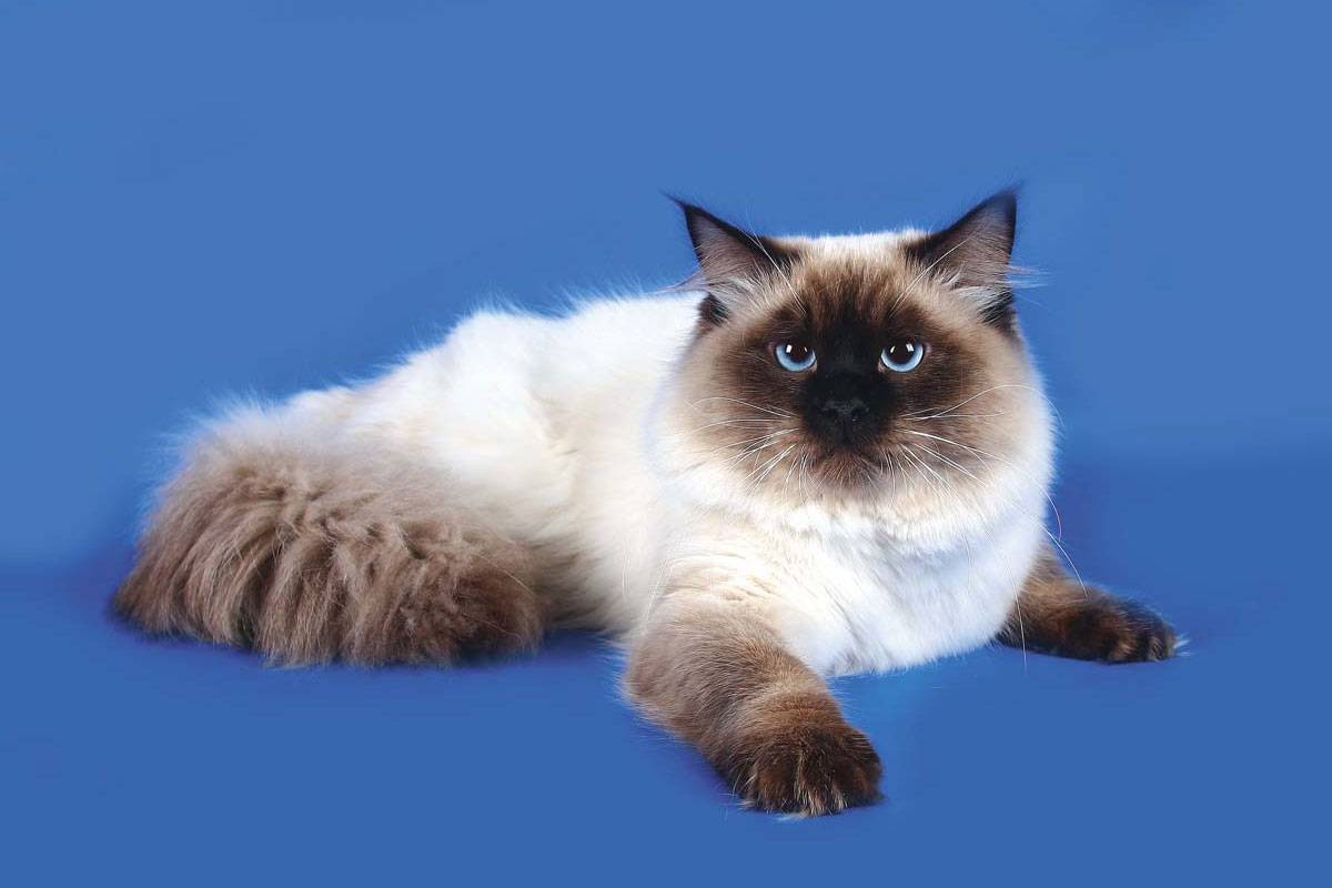 Невская маскарадная — обзор породы, стандарты, требования по уходу и содержанию кошки (155 фото)