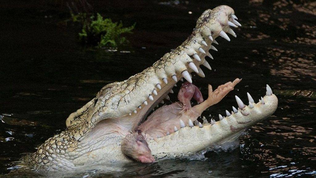 Мексиканский или центральноамериканский крокодил | мир животных и растений