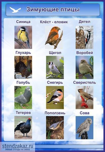 Птицы урала: краткое описание, фото и название, какие виды остаются зимовать