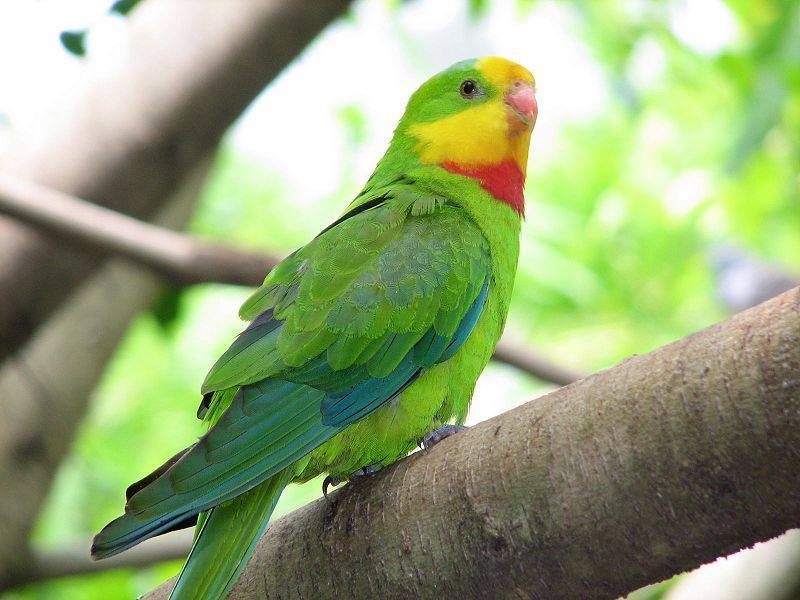 Баррабандов попугай: фото, описание вида и нрав птицы
