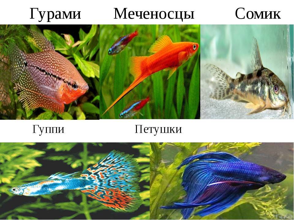 Фото с названиями и описанием аквариумных рыбок для начинающих аквариумистов