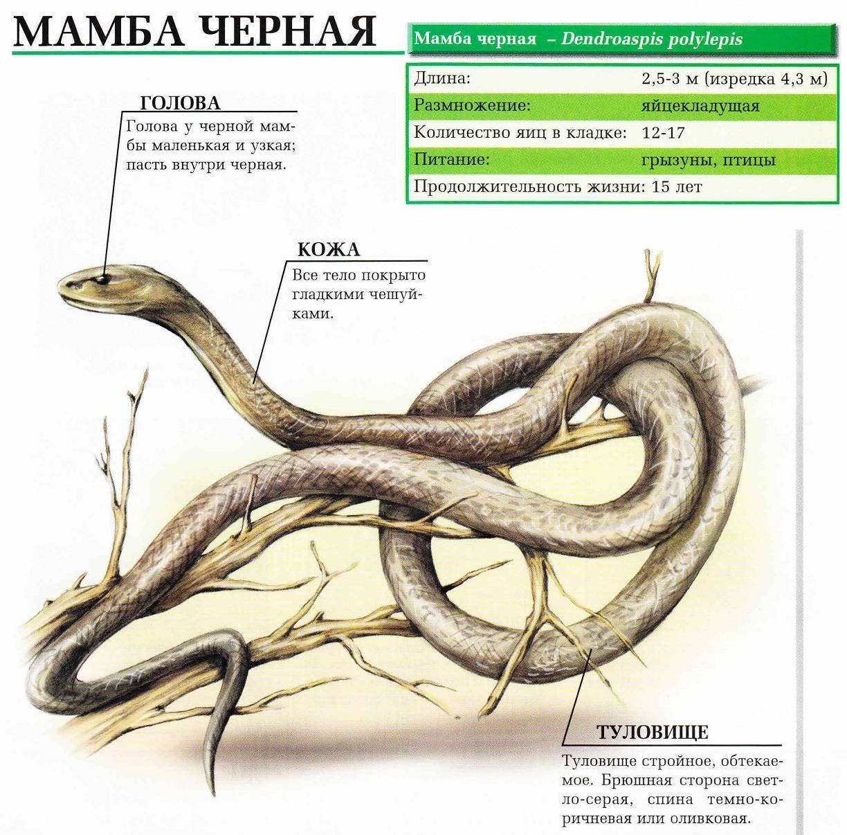 Жиросжигатель black mamba hyperrush: состав, правила приема, отзывы