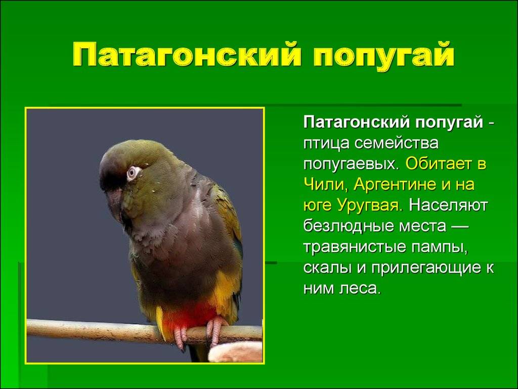 Скалистый попугай - вики