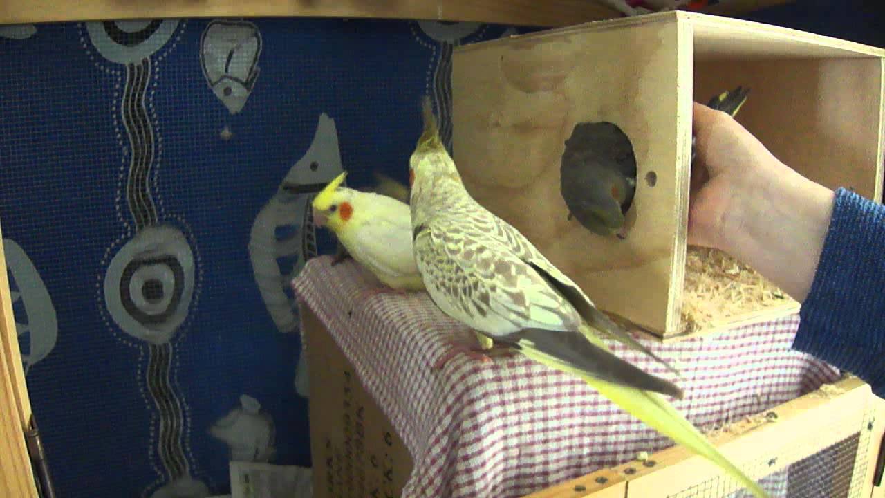 Домашние попугаи корелла как размножаются