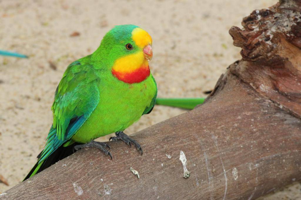 Травяной попугай | описание, содержание, питание попугаев