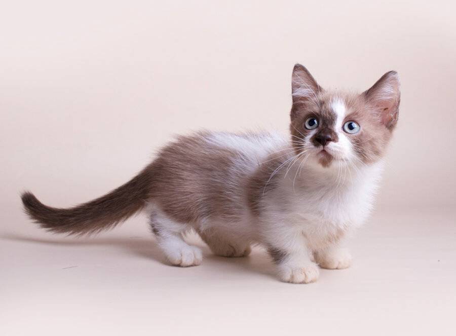 Манчкин — кошка с короткими лапами