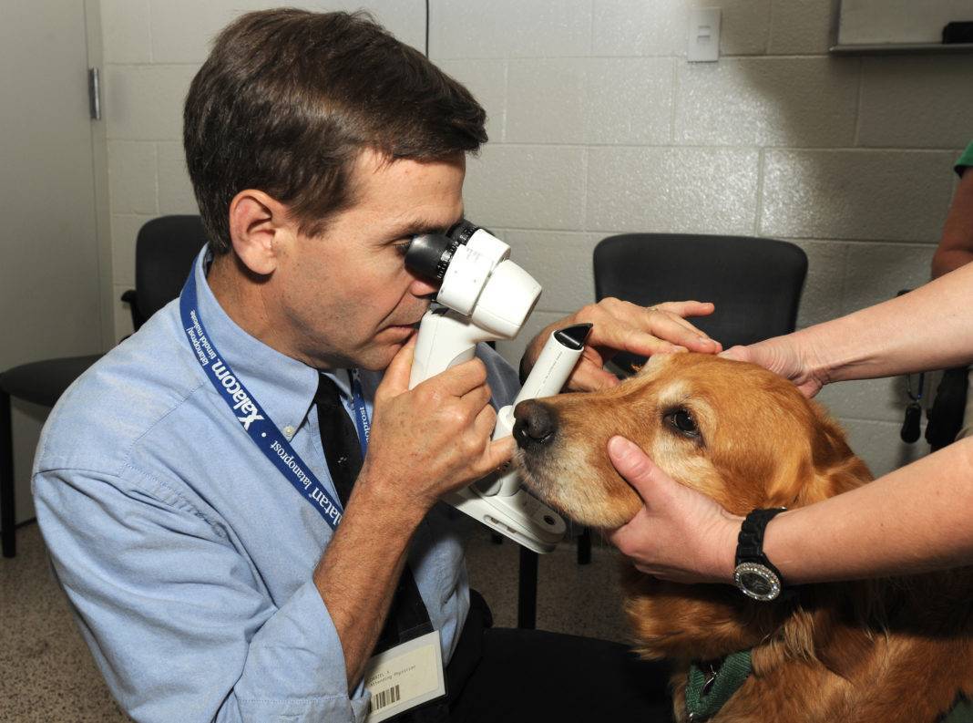 Что делать, если у собаки красные глаза: причины, симптомы и лечение