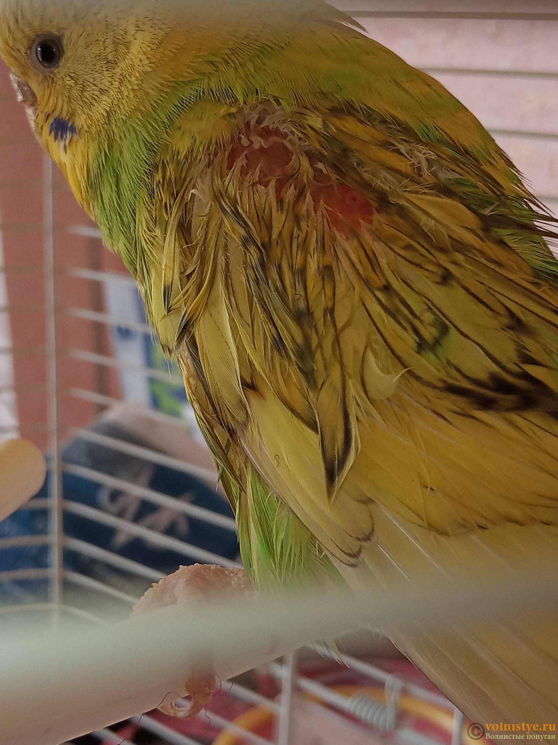 Как избавиться от клещей у волнистого попугая: симптомы и лечение