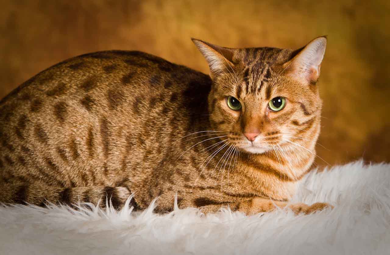 Оцикет – энергичная кошка с леопардовым окрасом