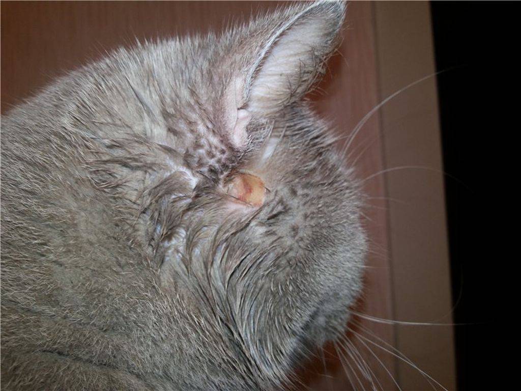 Лишай у кошки: причины, симптомы, лечение | блог ветклиники "беланта"